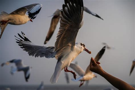 Premium Photo | Close-up of seagulls flying