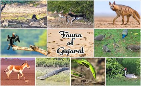 Flora and Fauna of Gujarat