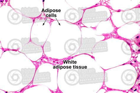 Rat. Unilocular adipose tissue. Transverse section. 500X - Unilocular ...