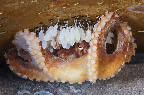 Octopus & Eggs | Octopus & Eggs taken at Rye Pier, Victoria … | Flickr