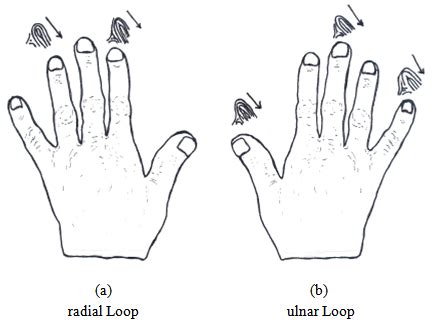 Ulnar Loop Vs Radial Loop Fingerprint