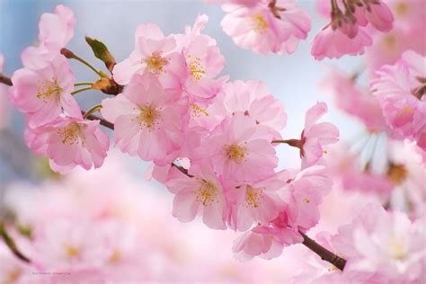 [500+] Cherry Blossom Wallpapers | Wallpapers.com