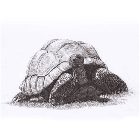 Pin by Selin Çalışkan on Art | Turtle drawing, Tortoise drawing, Turtle sketch