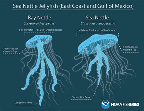 Scientists discover common sea nettle jellyfish is actually two distinct species | Smithsonian ...