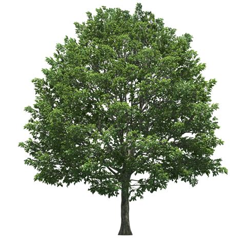 Oak Tree PNG Pic | PNG All