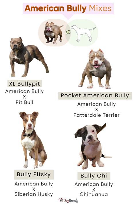 List of Popular American Bully Mixes With Pictures