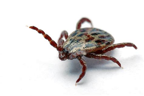 Brown Dog Tick Most Widespread - ClearDefense Pest Control