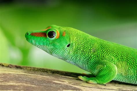 Gecko Lizard Royalty-Free Stock Photo