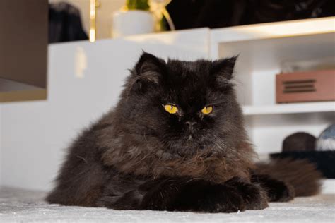 The Black Persian Cat: A Comprehensive Guide • Kritter Kommunity