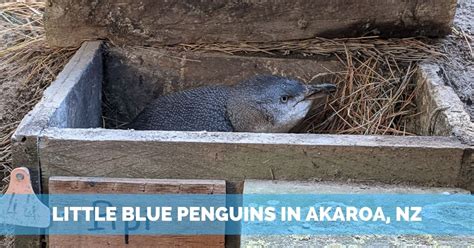 Unforgettable Little Blue Penguins Tour in Akaroa - Trailing Away