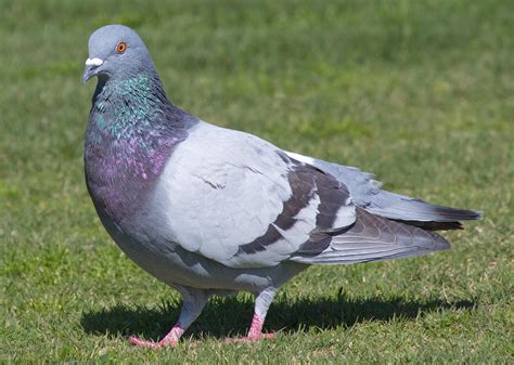 Rock Pigeon | San Diego Bird Spot