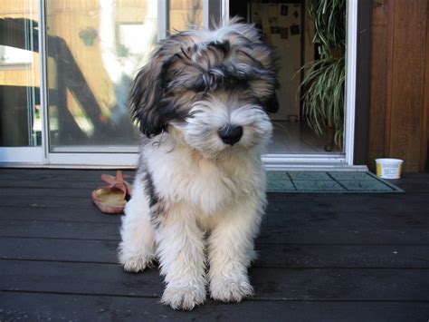 Polish Lowland Sheepdog puppy photo and wallpaper. Beautiful Polish ...