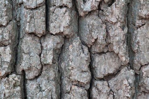 White Oak Bark: Health Benefits and Uses [2022 Update] - urbol.com