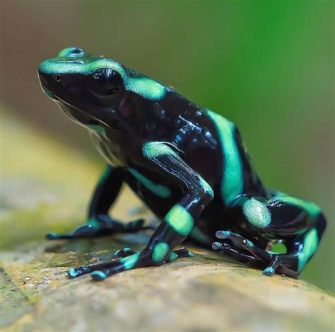 Green and Black Poison Dart Frog | Poison dart frogs, Dart frog, Frog pictures