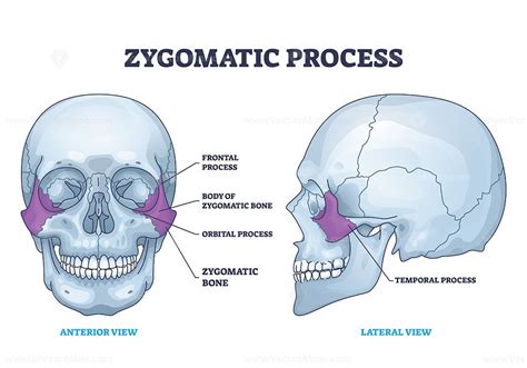 Zygomatic process as human cheek bone skeleton anatomy outline diagram | Skeleton anatomy ...