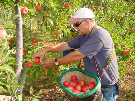 Recommendations for successful apple pollination | Agriculture and Food