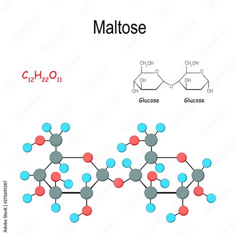 Maltose. Chemical structural formula and model of molecule Stock Vector | Adobe Stock