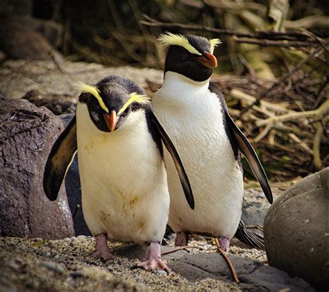 The best penguin-watching spots in New Zealand