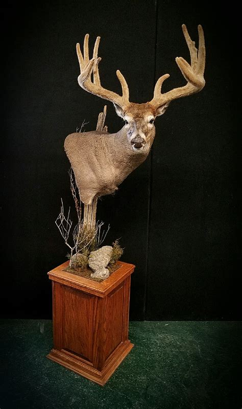 Whitetail Deer Mounts