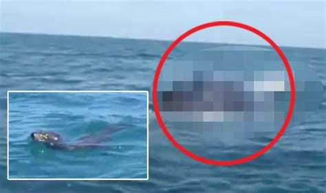 WATCH: Scary GIANT sea monster vs seal in viral video | Travel News | Travel | Express.co.uk