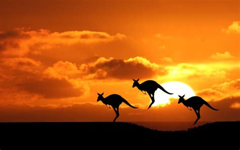 Kangaroo in sunset wallpaper | 1680x1050 | #13508