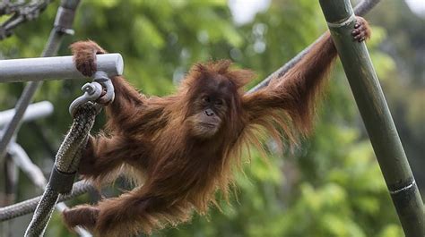 Orangutan | San Diego Zoo Animals & Plants