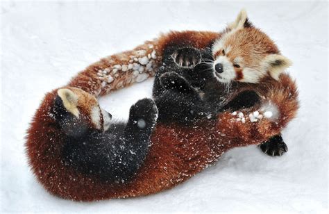 Red Pandas Cute