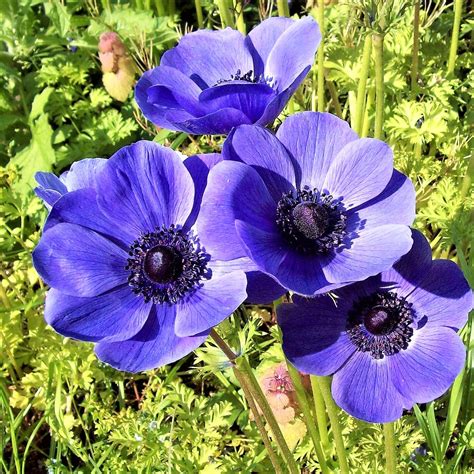 Anemone Blue Poppy Bulbs | Anemone with Black Center | Anemone ...