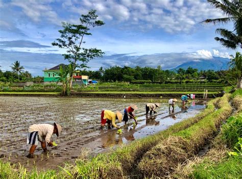 Menikmati Suasana Sawah di Kaki Gunung Merapi - Vibizmedia.com