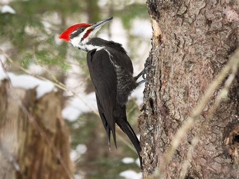 The Pileated Woodpecker-Michigan’s Winter Resident | Up North Tours