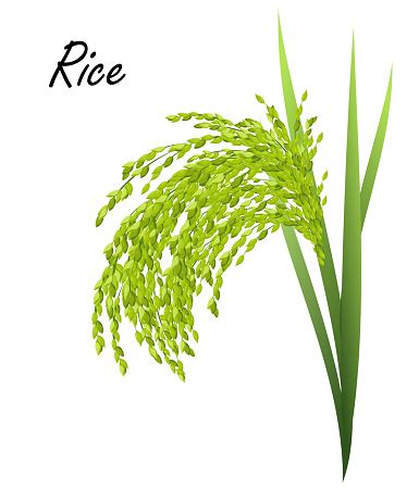 Rice Plant Realistic Vector Illustration Stock Illustration - Download Image Now - iStock