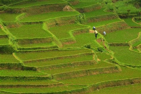 Sukabumi Cegah Alih Fungsi lahan Pertanian | Pak Tani Digital