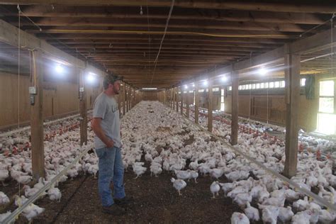 An organic chicken empire is growing—in old barns big poultry companies ...