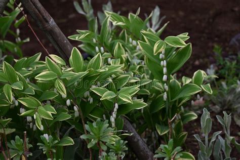 Solomon’s Seal Flowers. Asparagaceae Perennial Plants Stock Photo - Image of blossoms, garden ...