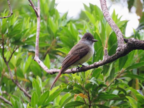 Identifying Costa Rica Birds