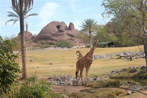 Wildlife encounters at the impressive Phoenix Zoo