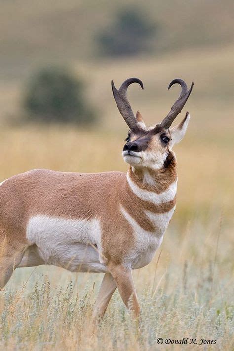 82 Best Antelope horns ideas | antelope, antelope horns, antelope hunting