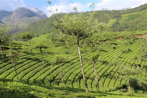 Munnar Tea Gardens | Tea garden, Munnar, Farmland