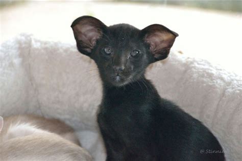 oh, my. Gorgeous "Bat-Ears" cat | All Creatures - Odd | Pinterest