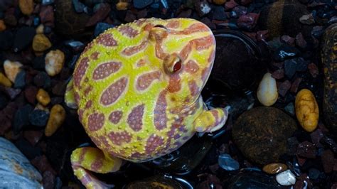 Albino Pacman Frog Care For Beginners [Care Sheet] – Acuario Pets