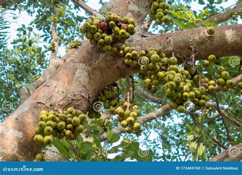 The Big Cluster Fig Tree with a Lot of Its Fruit Stock Image - Image of ...