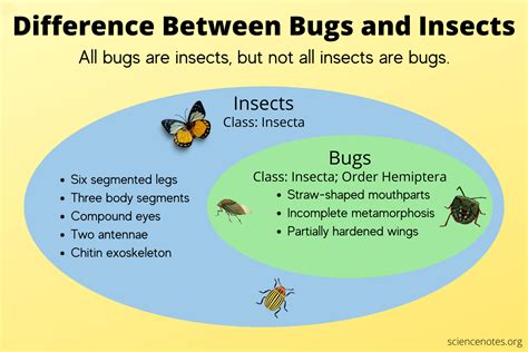 Venn Diagram: Difference Between Bugs and Insects