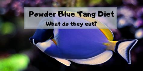 Powder Blue Tang Diet: What do they eat? – Fishkeeping Forever