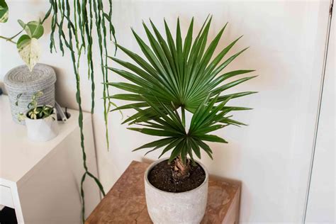 8 Types of Palm Plants to Grow Indoors