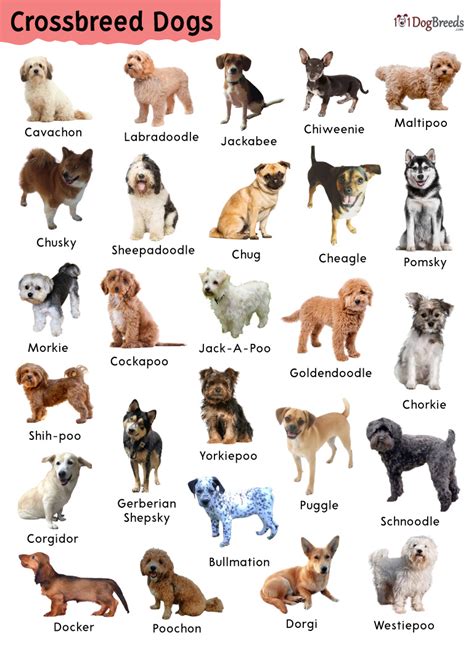 Toy Dog Mixed Breeds List | Wow Blog