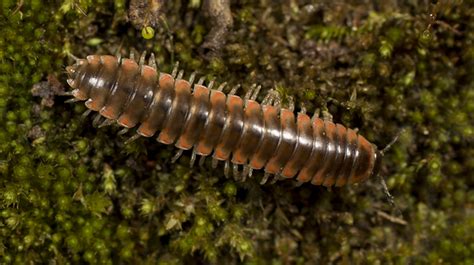 Swiftie scientist names millipede species after Taylor Swift | Live Science