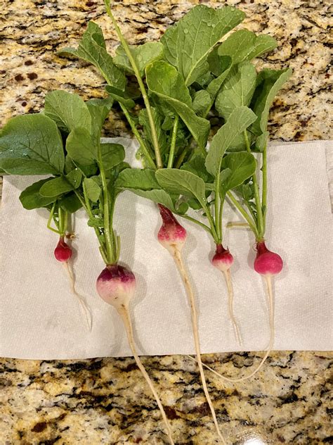 GROWING RADISHES FOR THE FIRST TIME - The Garden Tots