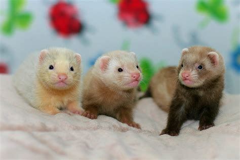 33 Cute Ferret Photos You Need to See | Reader's Digest