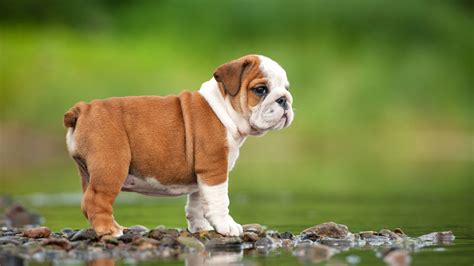 Adorable: English Bulldog puppy conquers the stairs - ABC7 New York