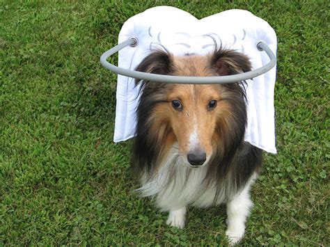 This Angelic Halo Protects Blind Dogs From Bumping Into Things | Bored Panda